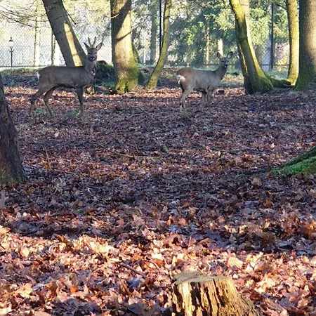Pipowagen Bed Bij Bos *