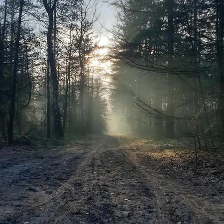 Pipowagen Bed Bij Bos