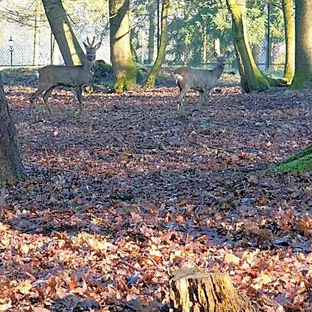 Pipowagen Bed Bij Bos