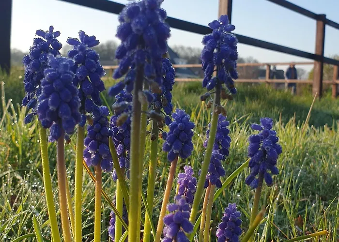 Parque de vacaciones Pipowagen Bed Bij Bos *