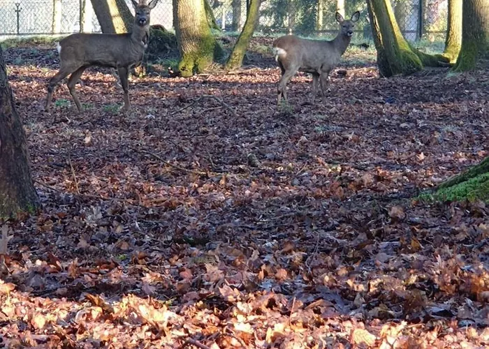 Pipowagen Bed Bij Bos *