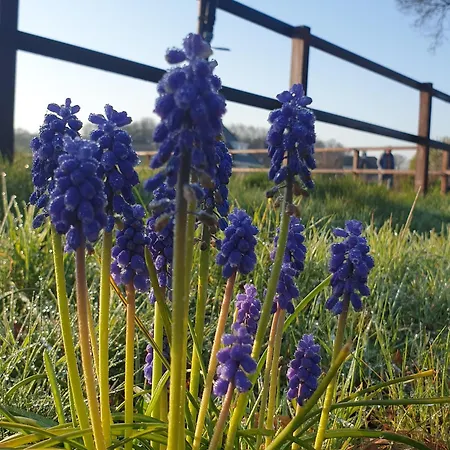 Prázdninový areál Pipowagen Bed Bij Bos *