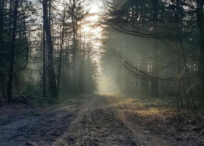 Pipowagen Bed Bij Bos